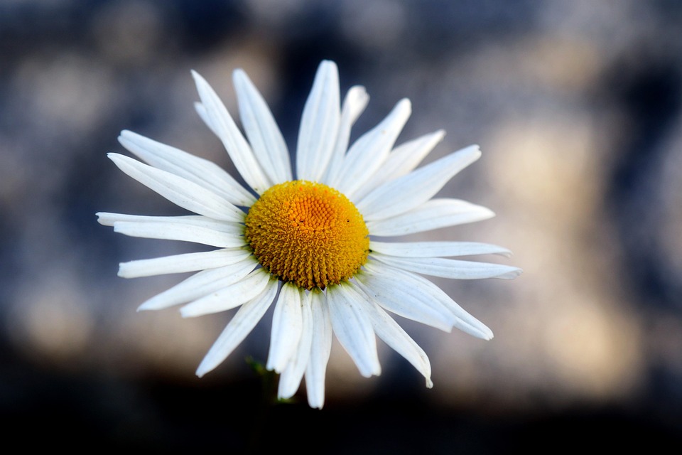 シベリア菊 花 植物 Pixabayの無料写真