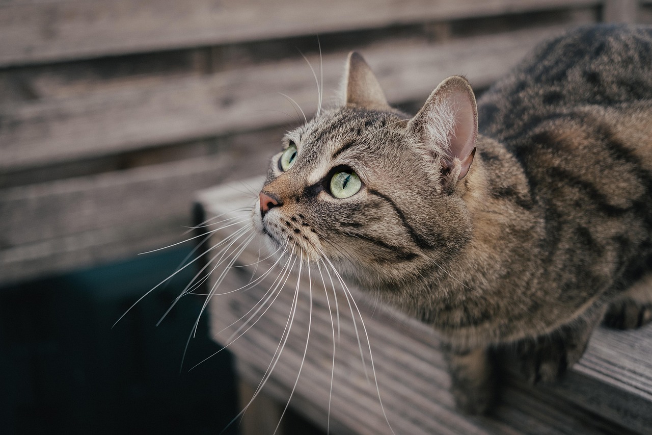 猫 虎猫 ペット Pixabayの無料写真