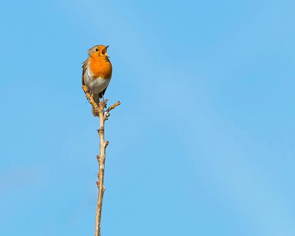 Songbird, Divoká Zvěř, Červenka