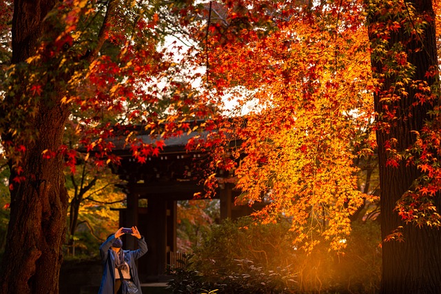 Free Shrine Autumn Leaves photo and picture