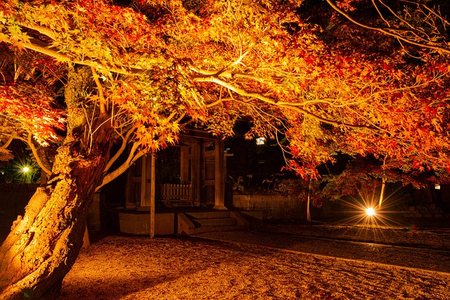 Free Shrine Autumn Leaves photo and picture