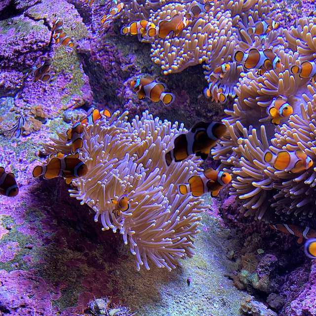 Vis, Koralen, Aquarium