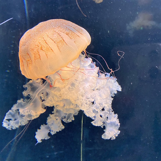 Verbaasd, Aquarium, Natuur