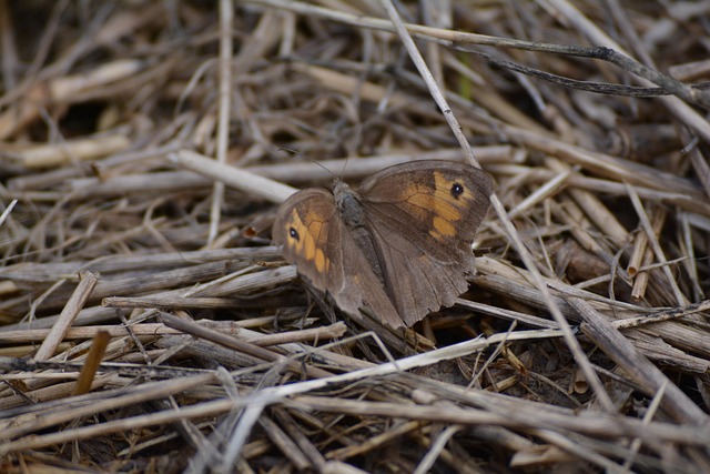Free Butterfly Nature photo and picture
