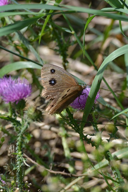 Free Butterfly Nature photo and picture