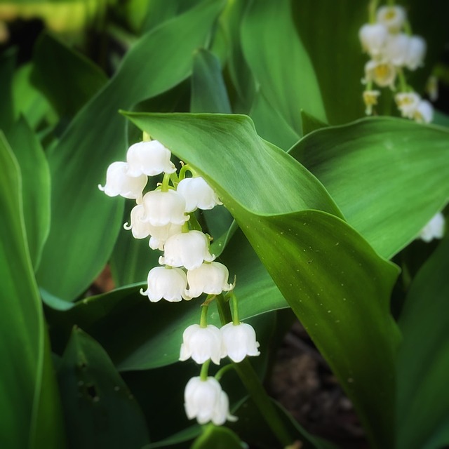 Lelietje Van Dalen, Bloem, Lente