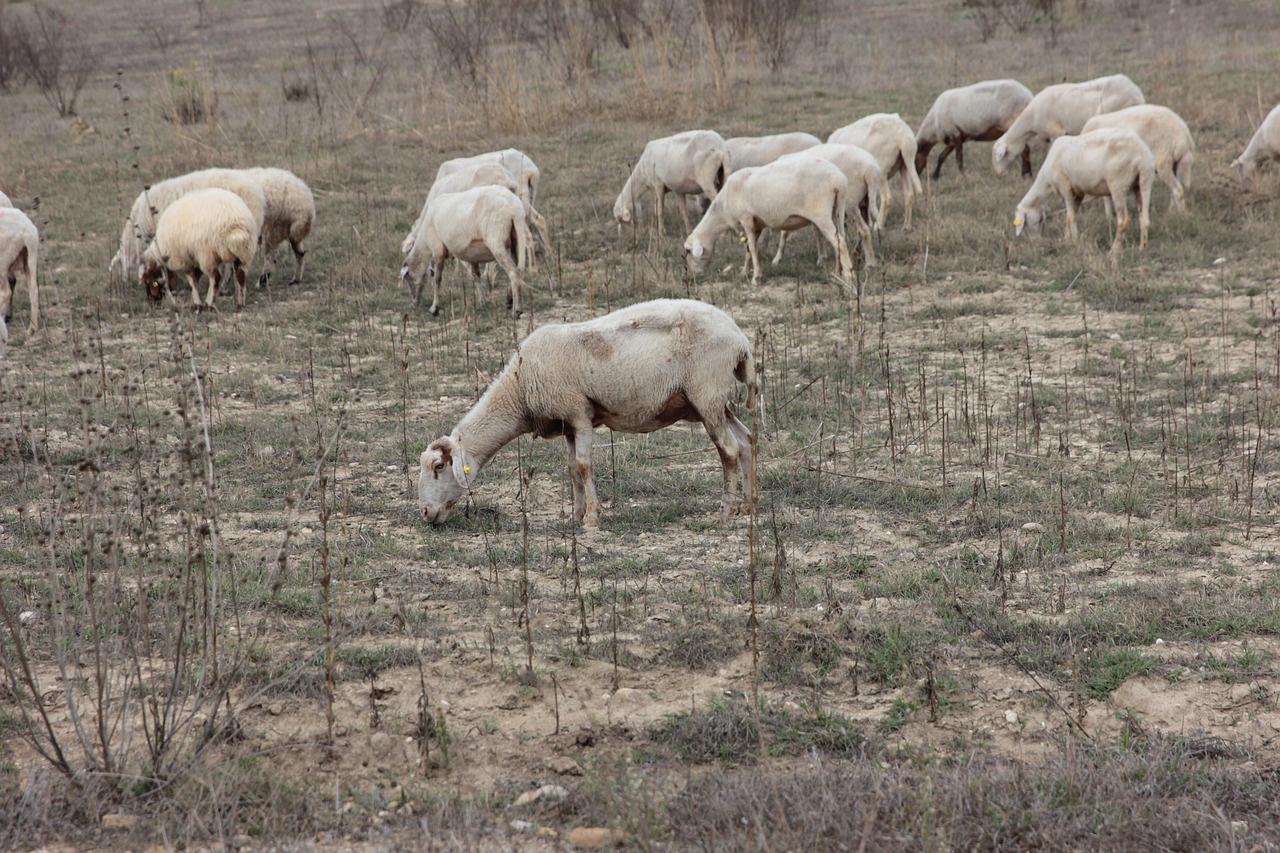 Hiking Shepherd Herd - Free photo on Pixabay