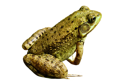 Kikker, Dier, Natuur, Geen Achtergrond