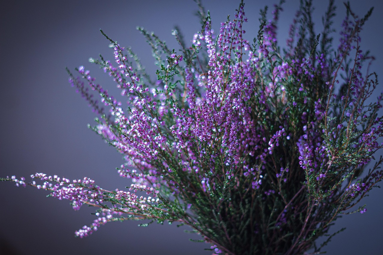Flowers Inflorescence Small - Free photo on Pixabay - Pixabay
