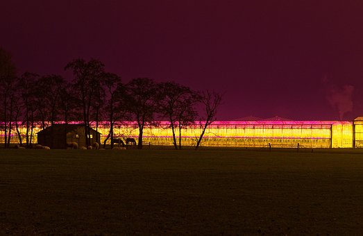 Roxo, Tolet, À Noite, Luz Da Noite