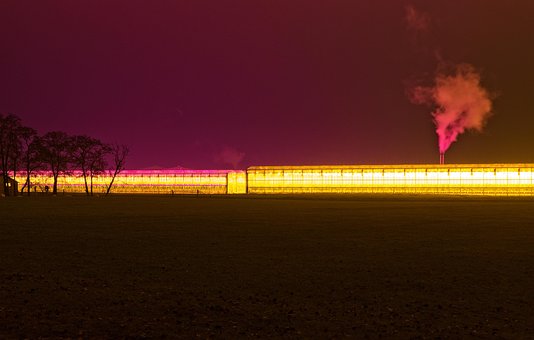 Roxo, Tolet, À Noite, Luz Da Noite