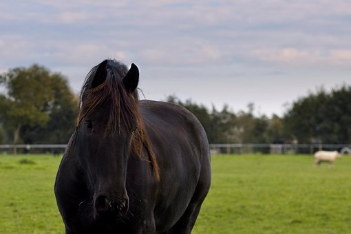 Cavalo, Cavalo Frísio, Prado, Equino