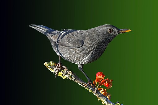 Free Blackbird Bird photo and picture