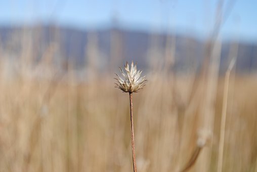 Free Summer Grass photo and picture