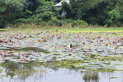 Lotus, Crin, Rezervor, Iaz, Natura, Roz
