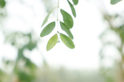 Picătură De Ploaie, Ploaie, Apă, Verde