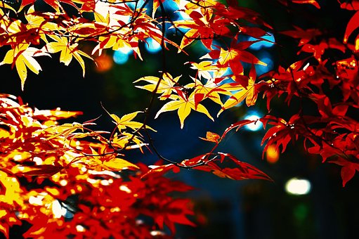 Free Folhas Natureza photo and picture