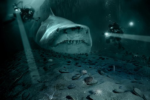 Free Shark Sea photo and picture