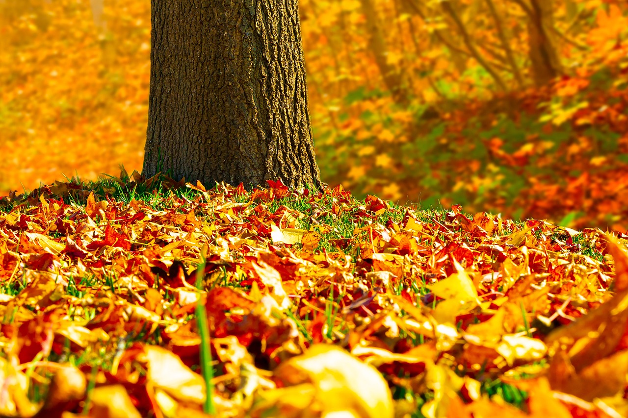 Leaves Foliage Autumn - Free photo on Pixabay - Pixabay
