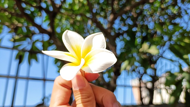 Free Frangipani Flowers photo and picture