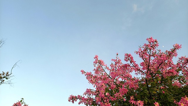 Free Bauhinia Gaobu Riverside Park photo and picture