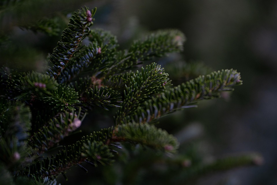 Tree, Christmas Tree, Douglas Fir, Christmas, Xmas