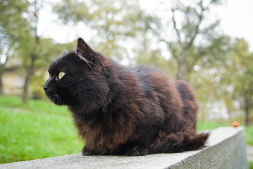 Katten, Svart, Dyr, Katt, Ganske, Bart