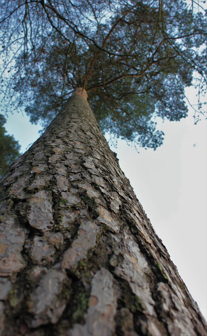 Träd Bark - Free photo on Pixabay - Pixabay