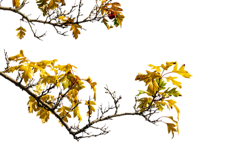 Galhos, Árvore, Espinheiro Alvar, Flora