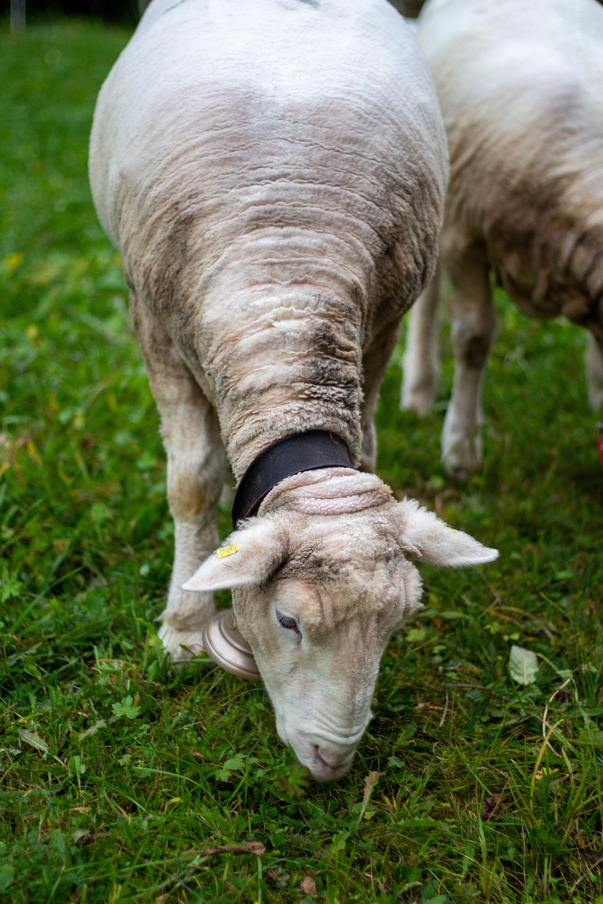 Sheep Bell Grass Free photo on Pixabay Pixabay