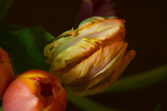 Free Tulip Bloom photo and picture