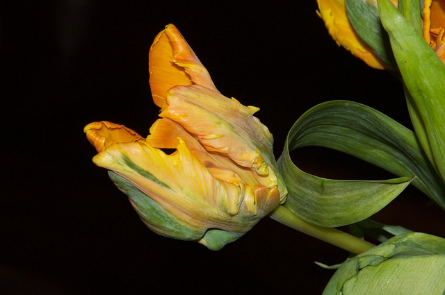 Free Tulips Garden photo and picture