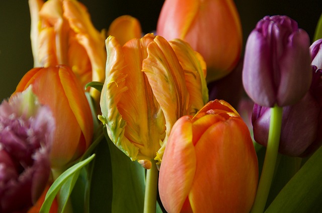 Free Tulips Buds photo and picture