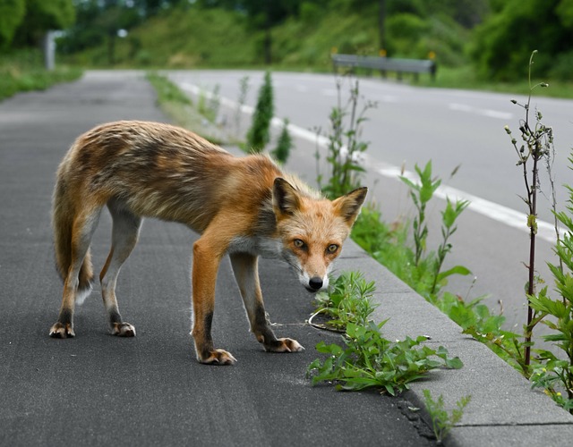 Free Animal Curiosity photo and picture