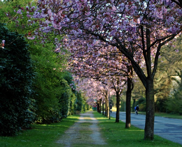 Free Avenue Nature photo and picture