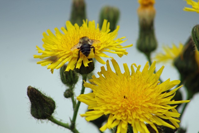 Free Insect Flower photo and picture