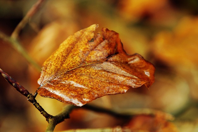 Free Fall Leaves photo and picture