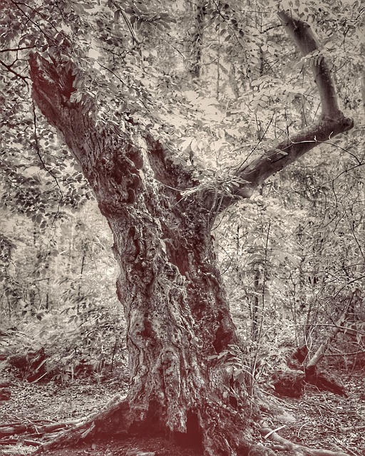 Free Ghosts Tree photo and picture
