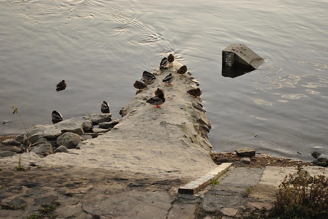 Free Danube River photo and picture