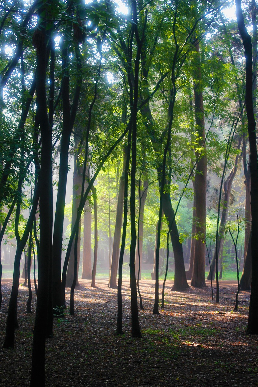 Trees Tomorrow Shade Free photo on Pixabay Pixabay