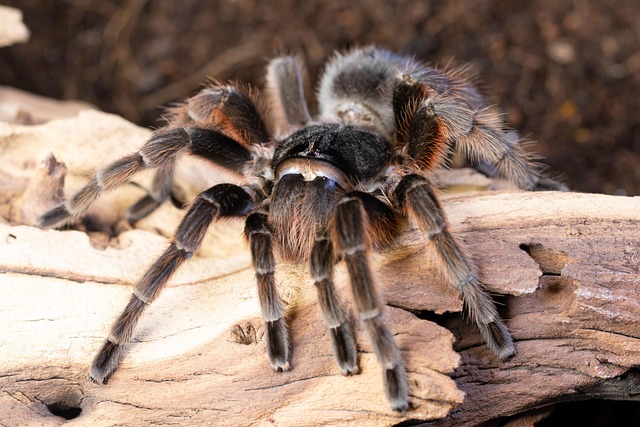 Free Tarantula Spider photo and picture