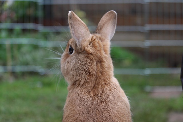 Free Rabbits Rabbit photo and picture