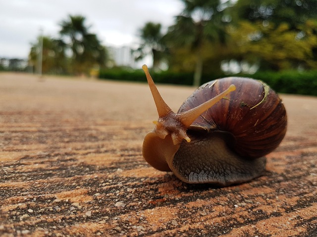 Fauna Silvestre, Naturaleza, Caracol