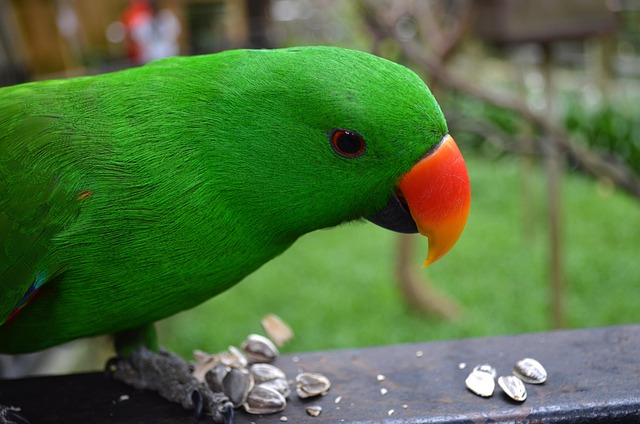 Loro, Pájaro, Verde, Pluma, Naturaleza