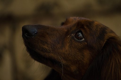 Free Dachshund Dog photo and picture