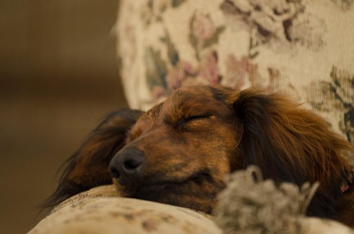 Free Dachshund Dog photo and picture