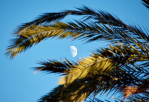Palm, Boom, Tropisch, Natuur