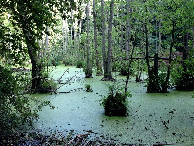 Free Moor Forest photo and picture