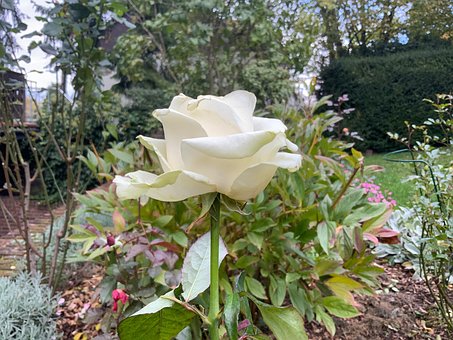 Rosa, Flor, Natureza, Plantar, Pétalas