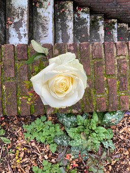 Rosa, Flor, Natureza, Plantar, Pétalas